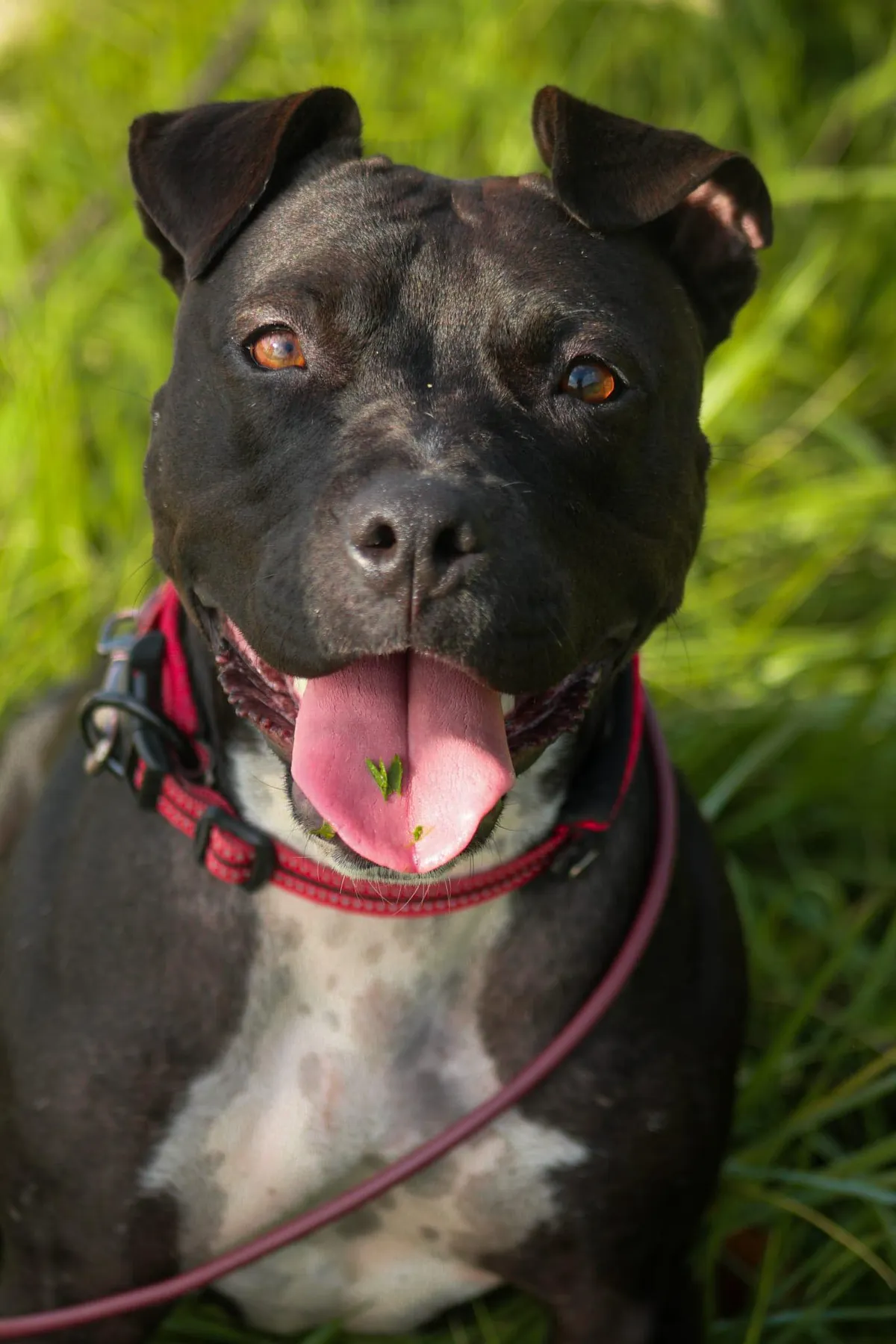 Ereba — Chien à adopter