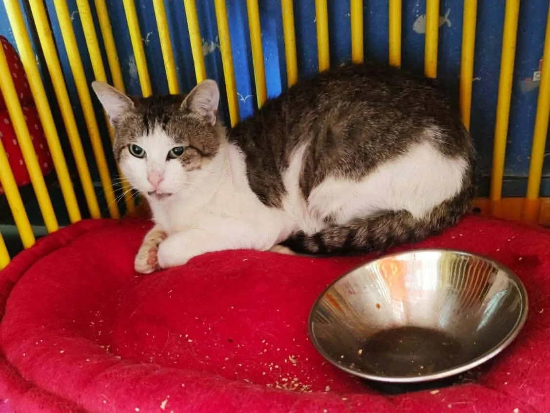 suki — Chat à adopter