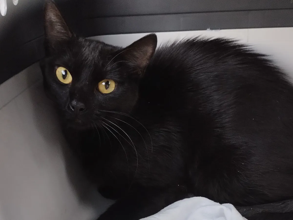 SORA, Chat à adopter