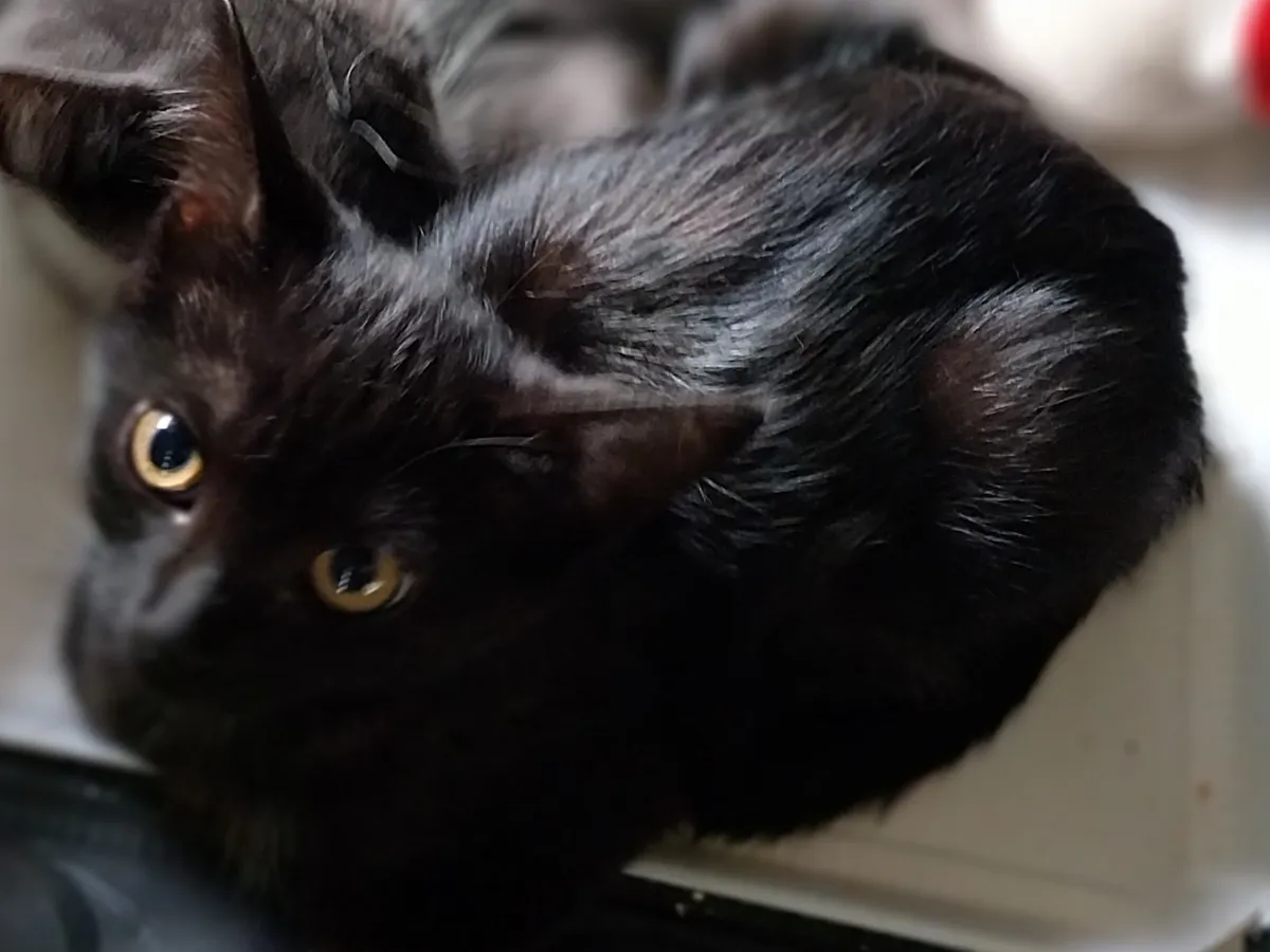 BABOU, Chat à adopter