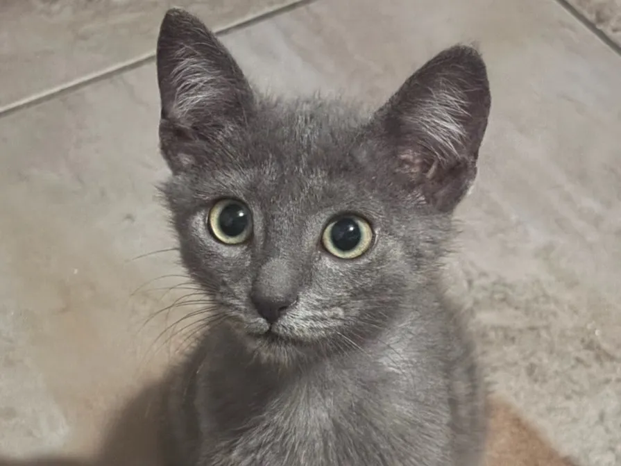 BASILE, Chat à adopter