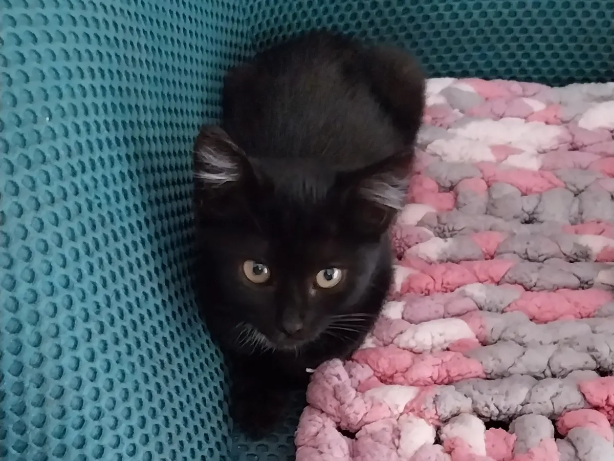 SIA, Chat à adopter