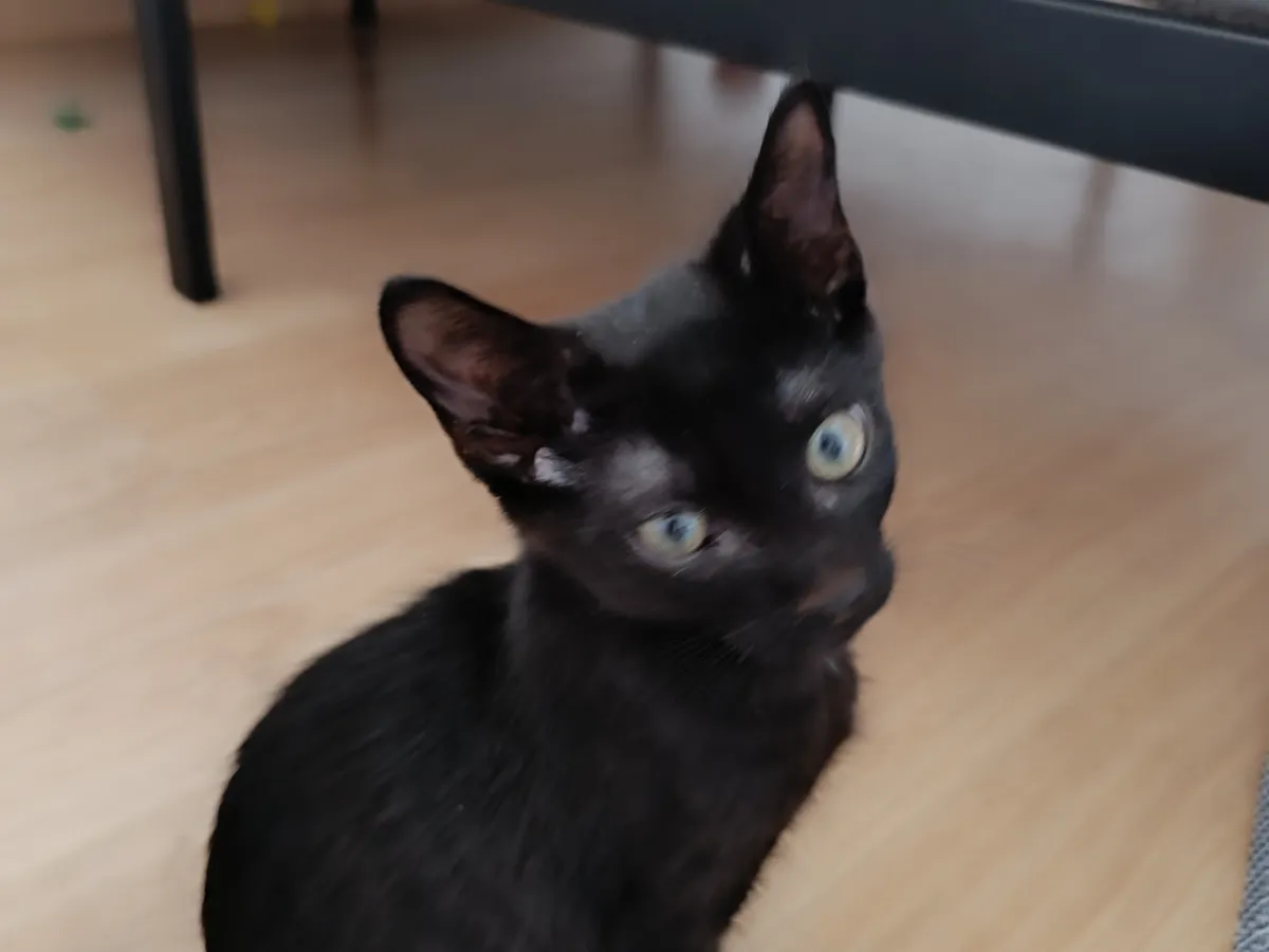 BRETT, Chat à adopter