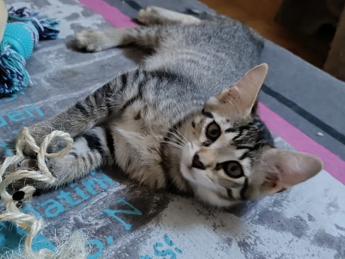 BERYL, Chat à adopter