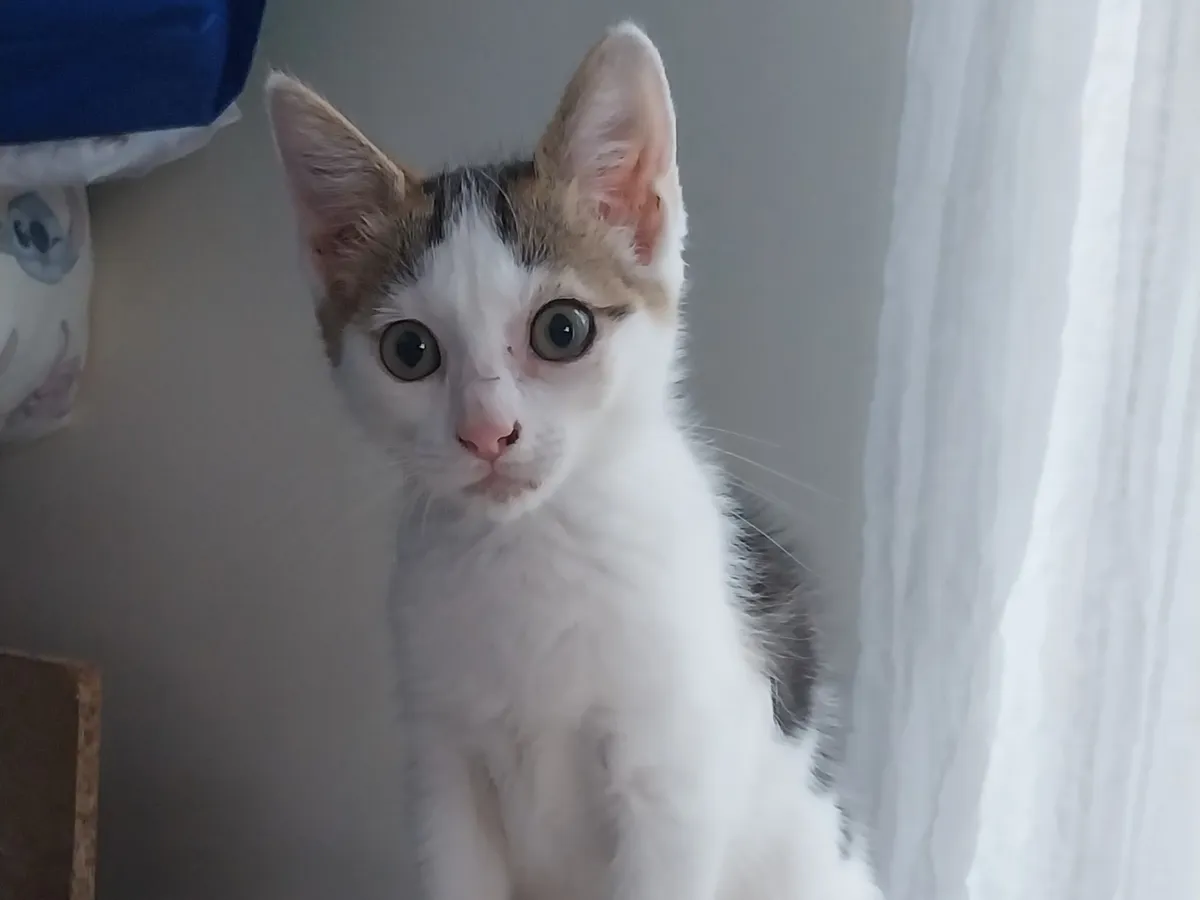 KITTIE, Chat à adopter en Gard