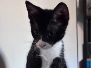 FIGARO, Chat à adopter en Occitanie
