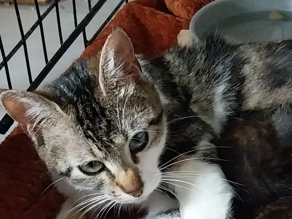 DAISY, Chat à adopter en Gard
