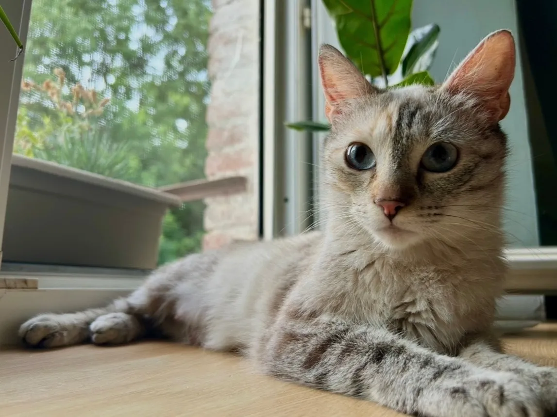 YUMI, Chat à adopter en Gard