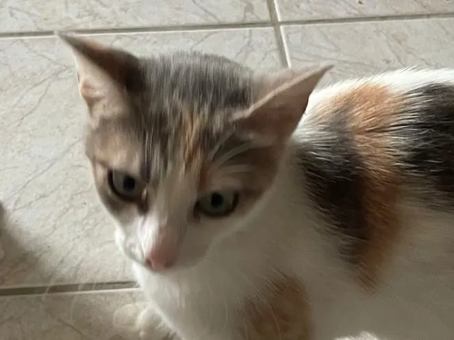 MISTACHE, Chat à adopter en Gard