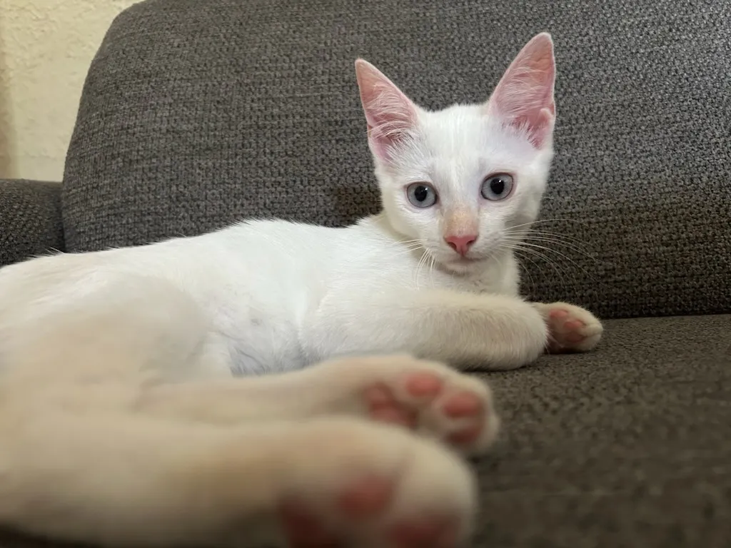 EVEREST, Chat à adopter en Occitanie