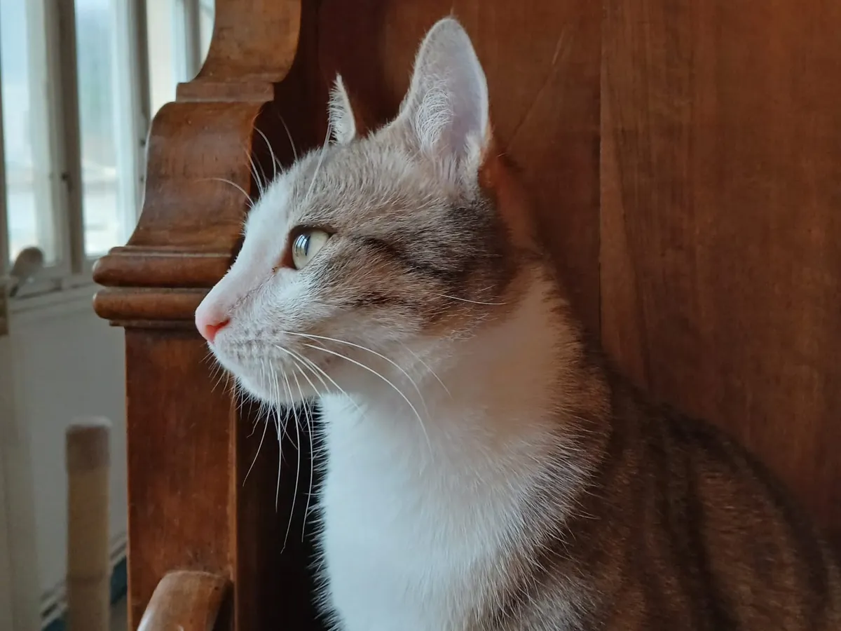 MOUNETTE, Chat à adopter en Gard