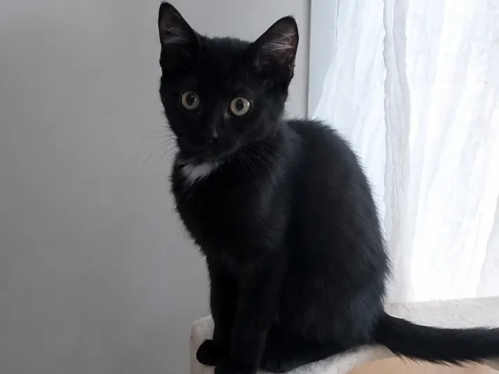 SIA, Chat à adopter
