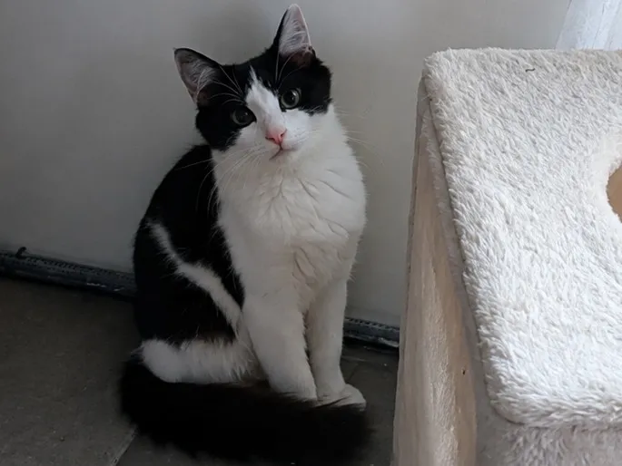 116. BELLA, Chat à adopter en Gard