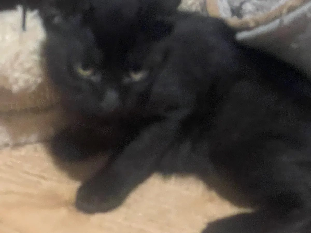felix