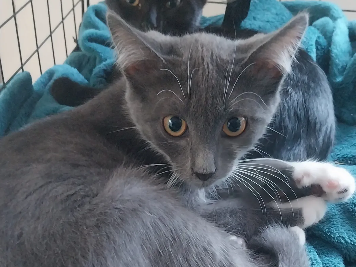 BILBO, Chat à adopter