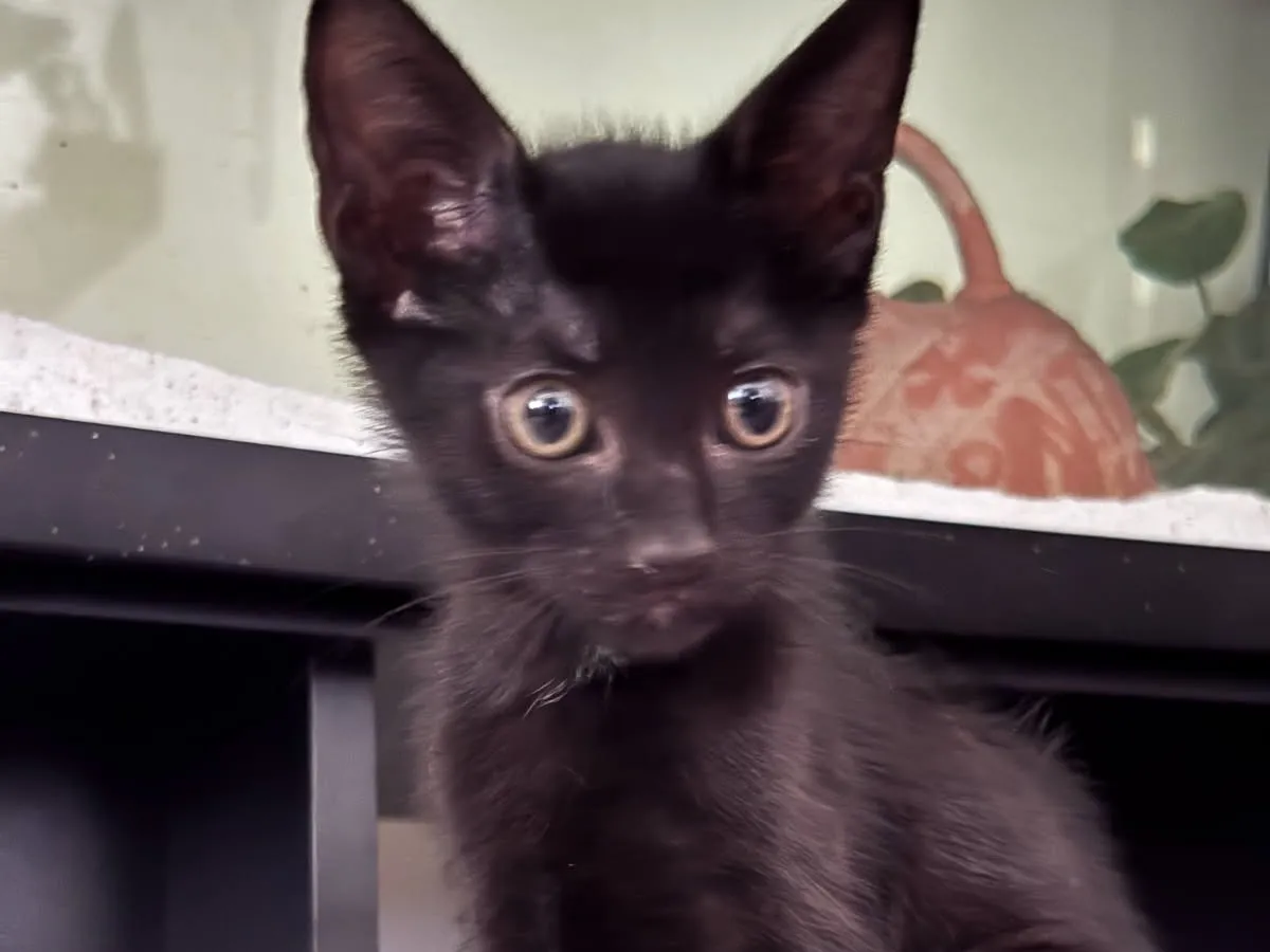 BATMAN, Chat à adopter en Occitanie