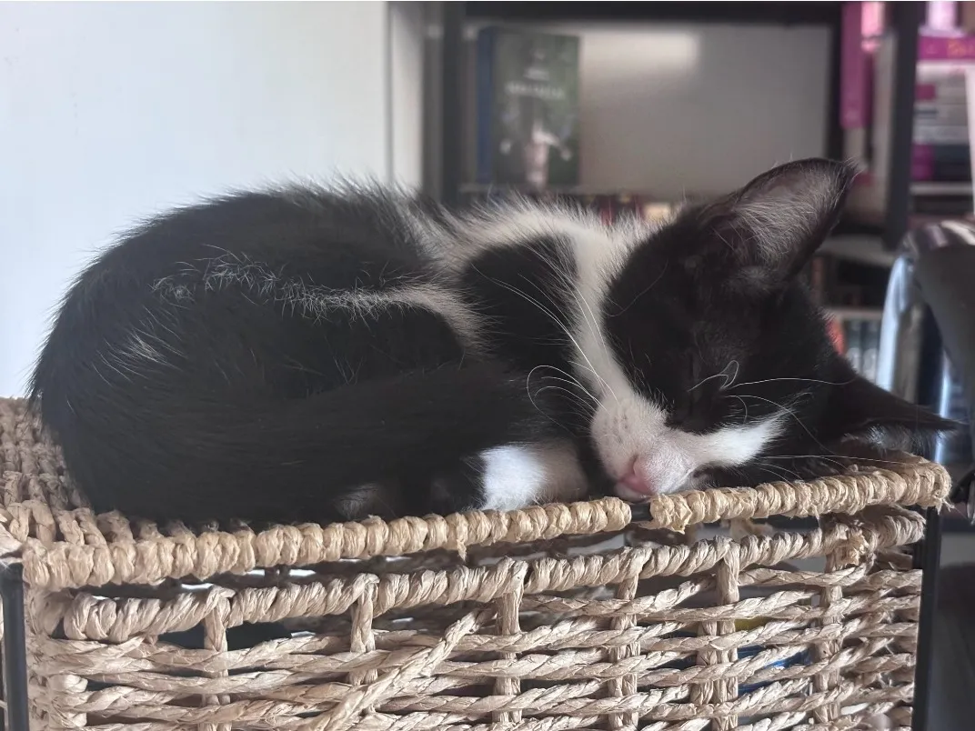 BANDIT, Chat à adopter en Gard