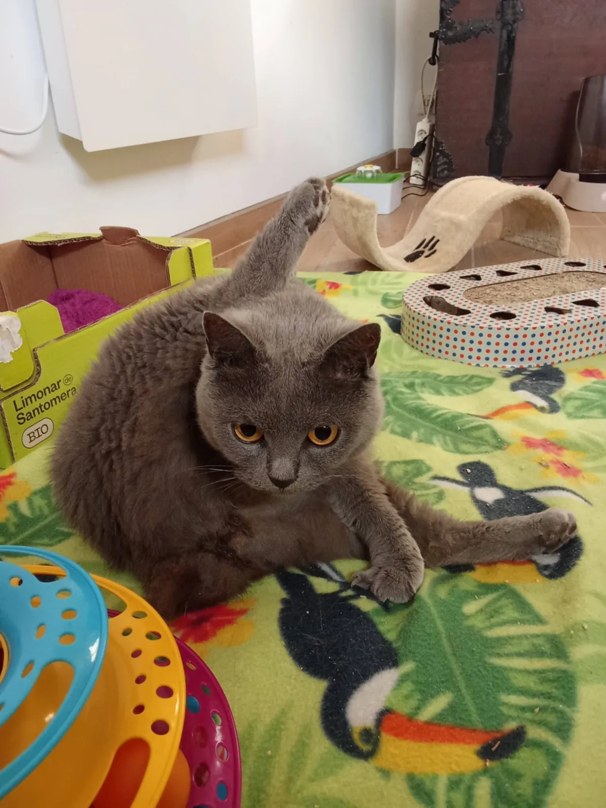 110. TIYA, Chat à adopter