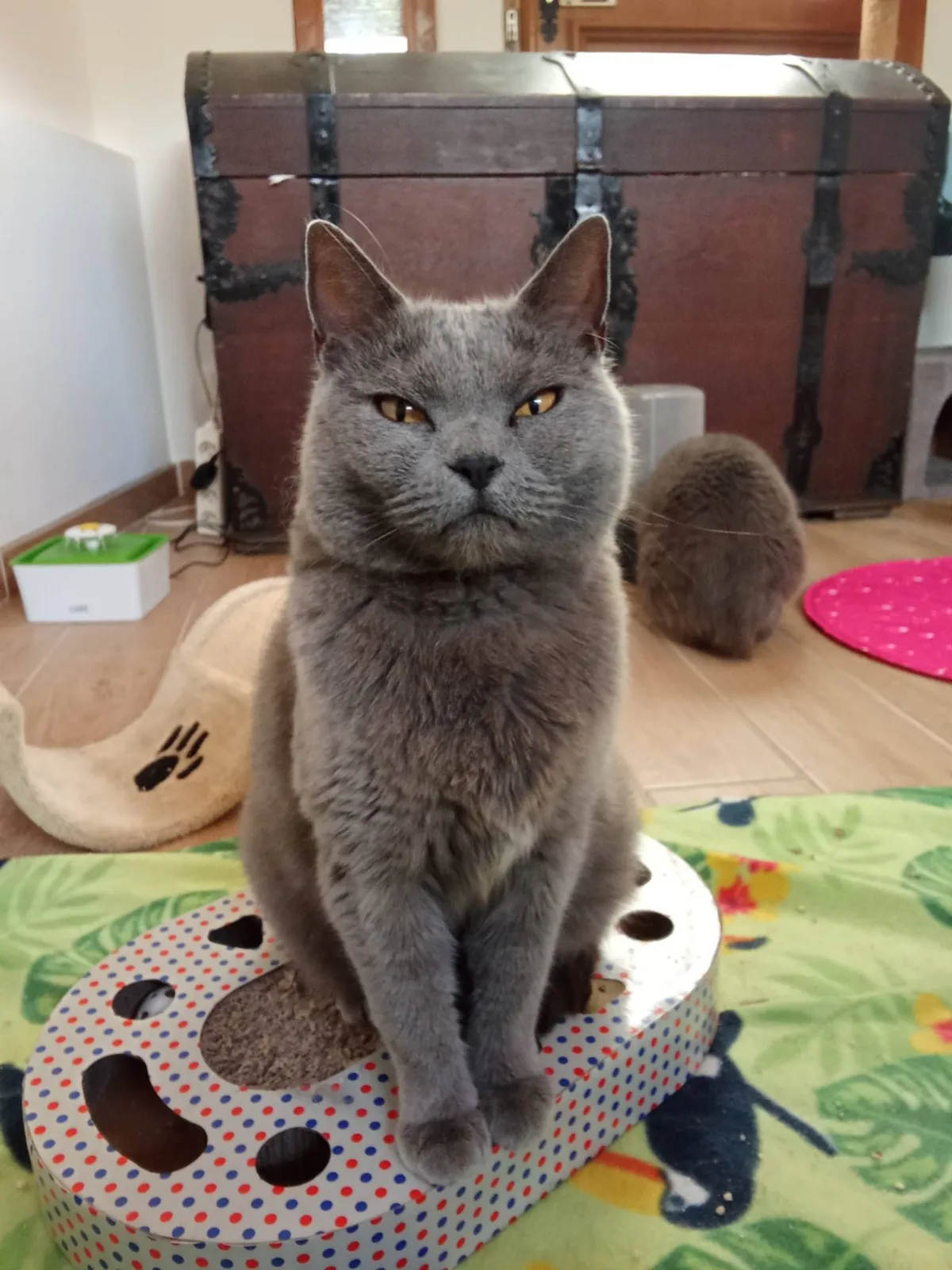 111. SHANNY, Chat à adopter