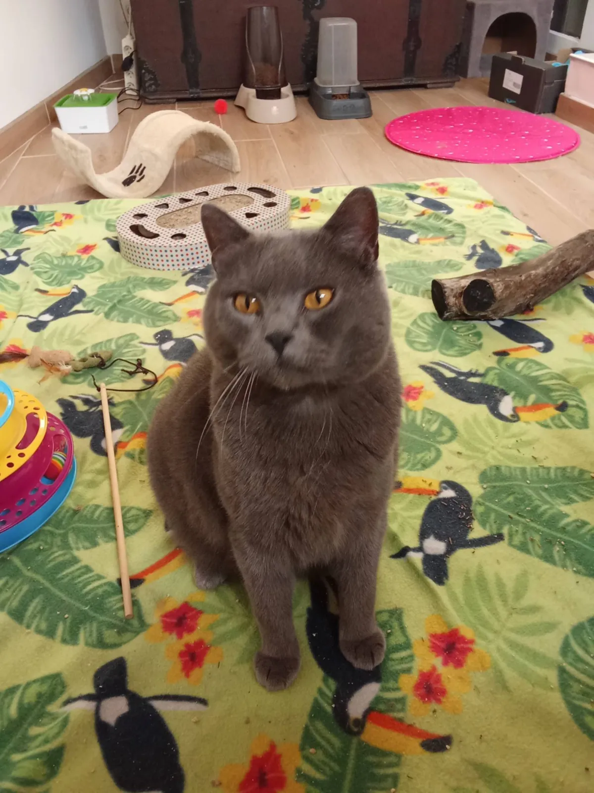 108. SASHA, Chat à adopter à Aveze