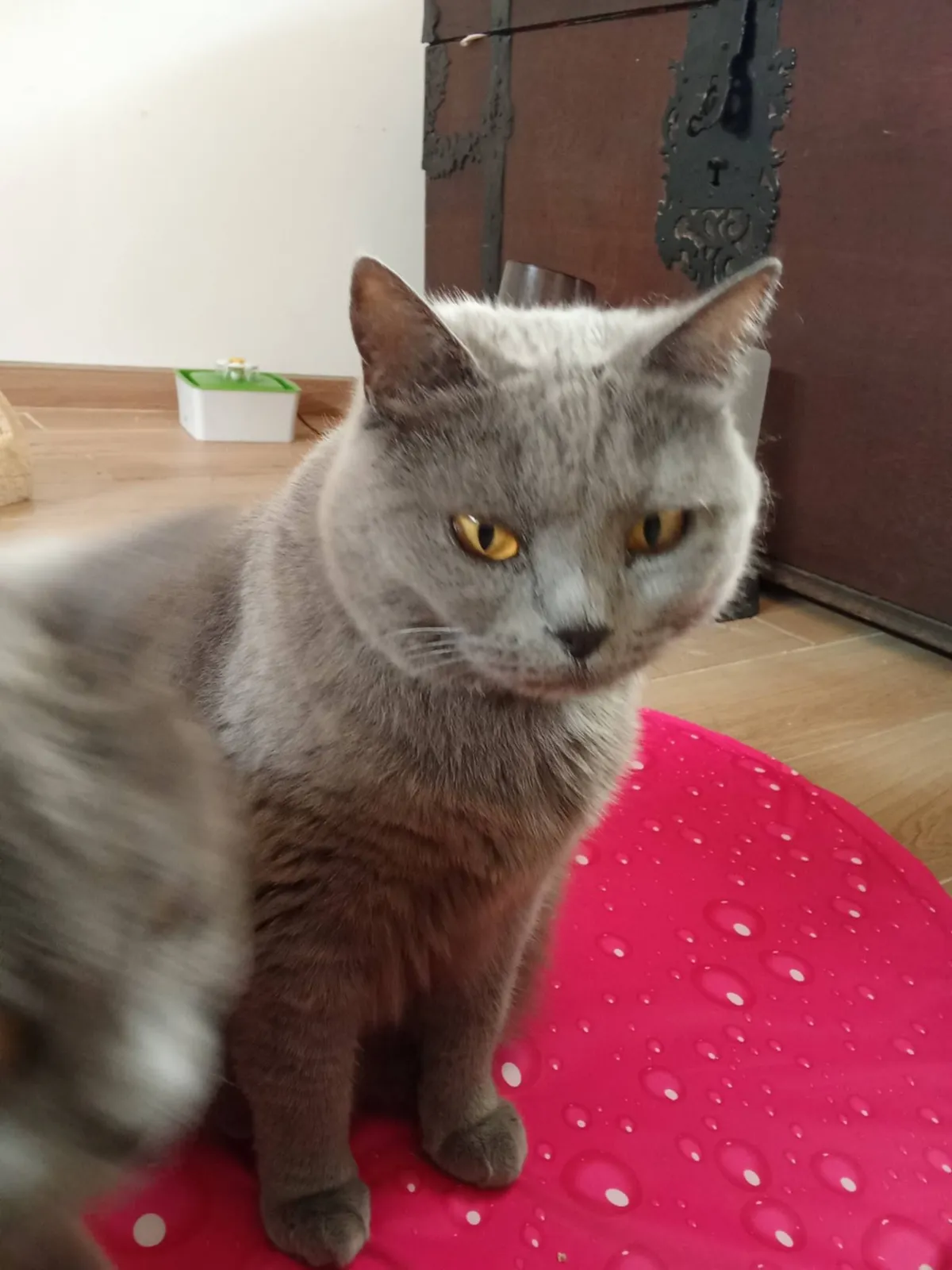 109. TSHULY, Chat à adopter