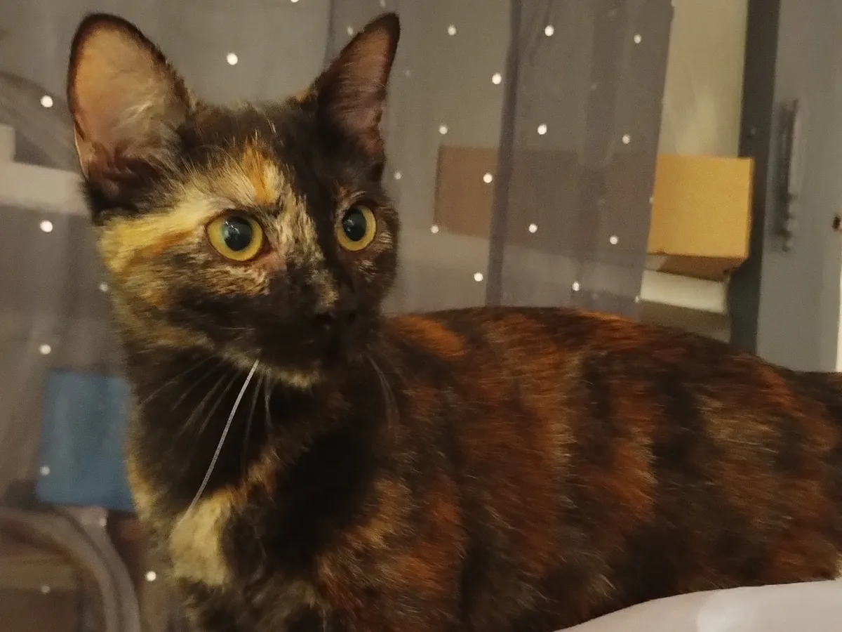 031. BECCA, Chat à adopter à Aveze