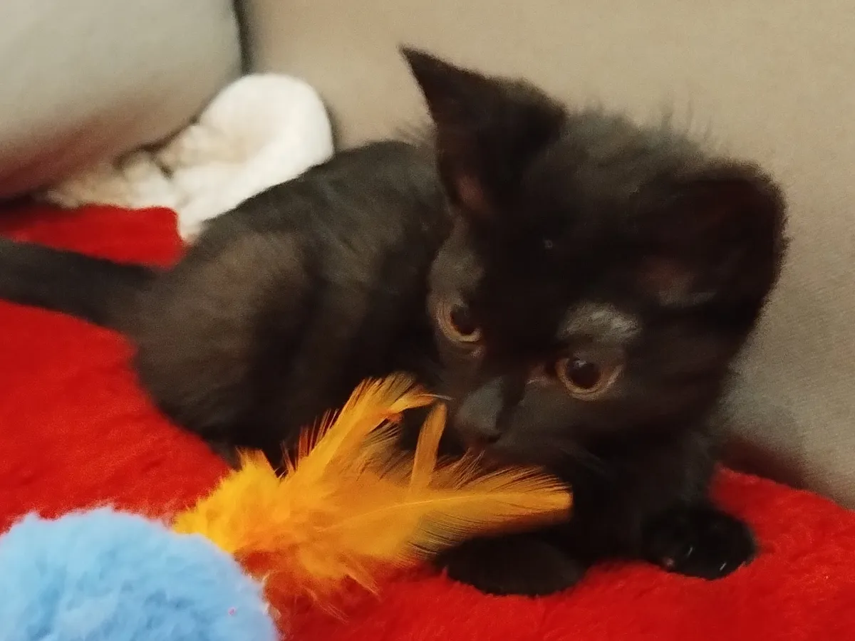 104. ONYX, Chat à adopter
