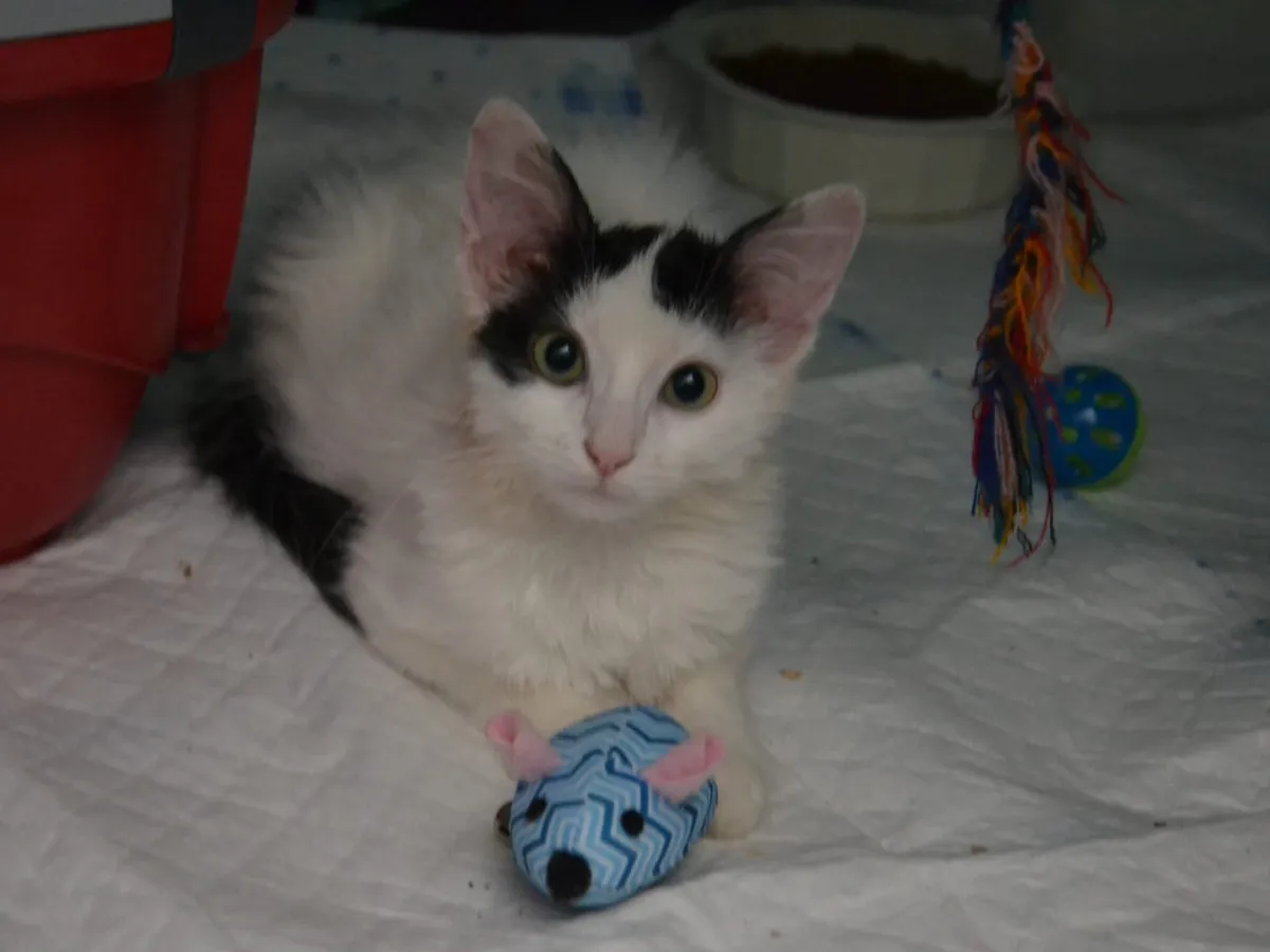 113. FLORA, Chat à adopter