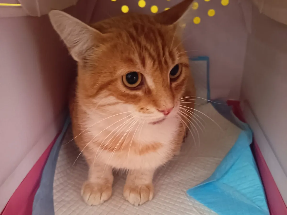 Babouche, Chat à adopter