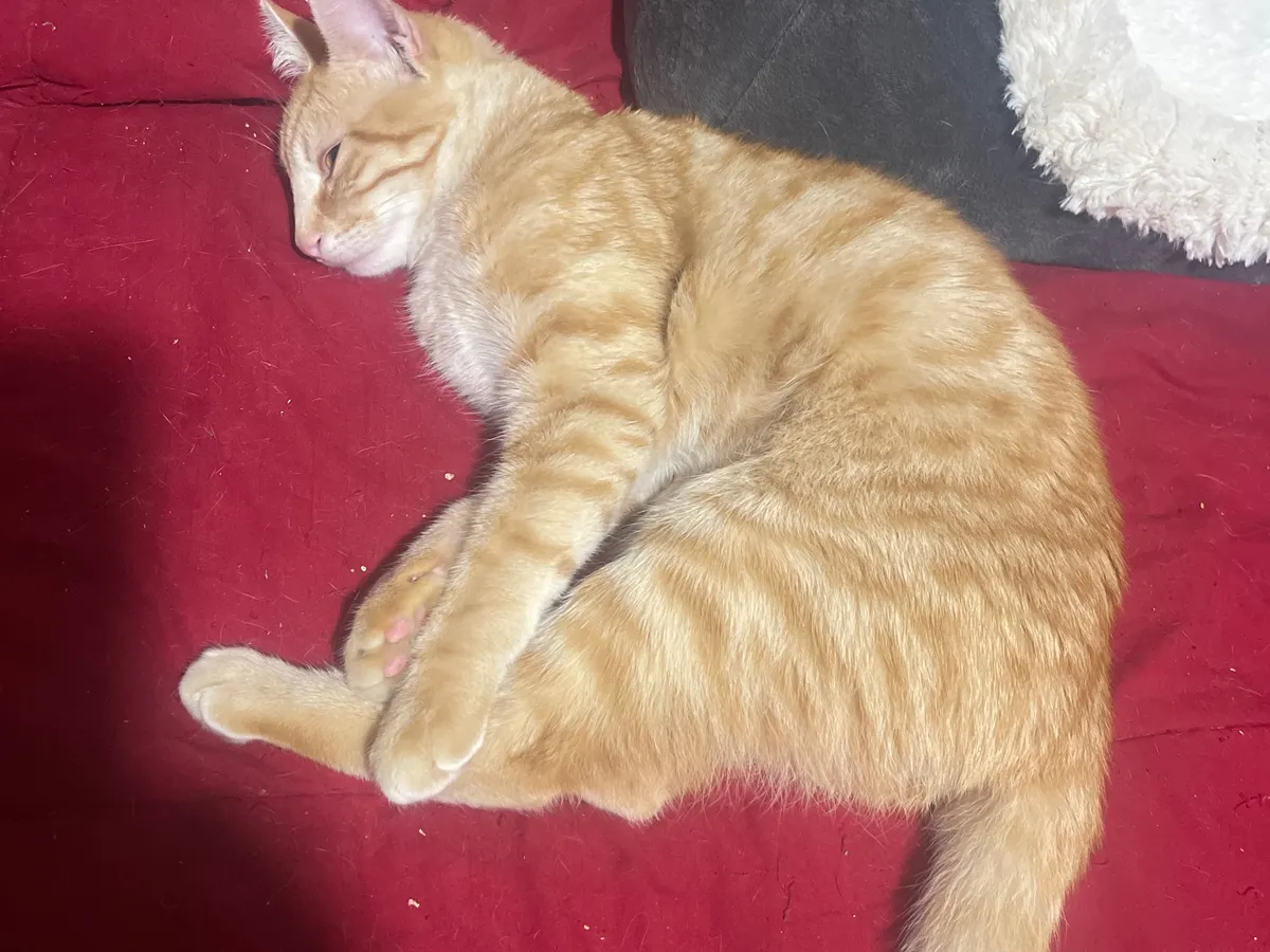 aslan, Chat à adopter en Val-de-Marne