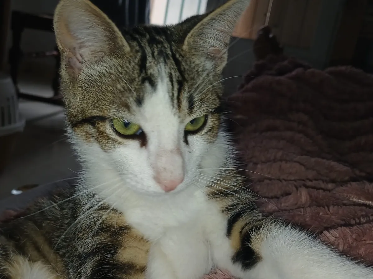 115. HAPPY, Chat à adopter à Aveze