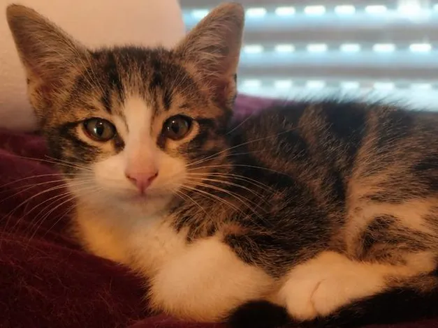 Zébra, Chat à adopter en Maine-et-Loire
