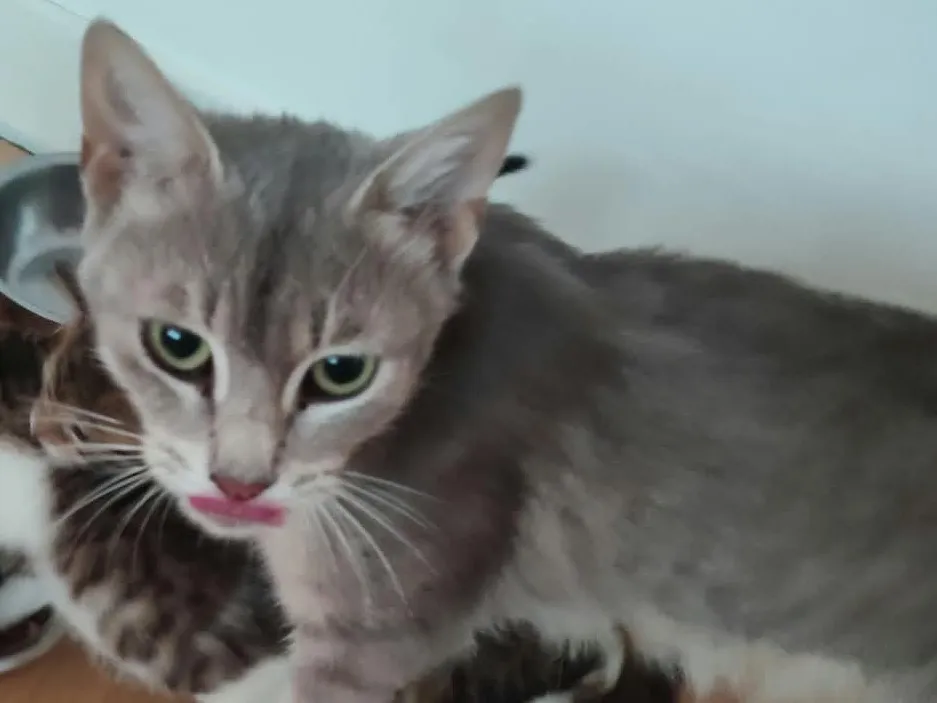 Darling, Chat à adopter
