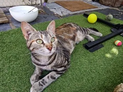 Moshi, Chat à adopter en Pays de la Loire