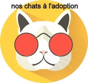 AIDANIMAUX 33