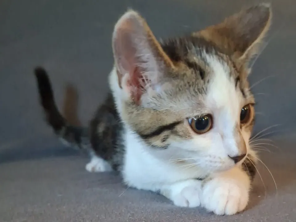 Babibel, Chat à adopter en Pays de la Loire