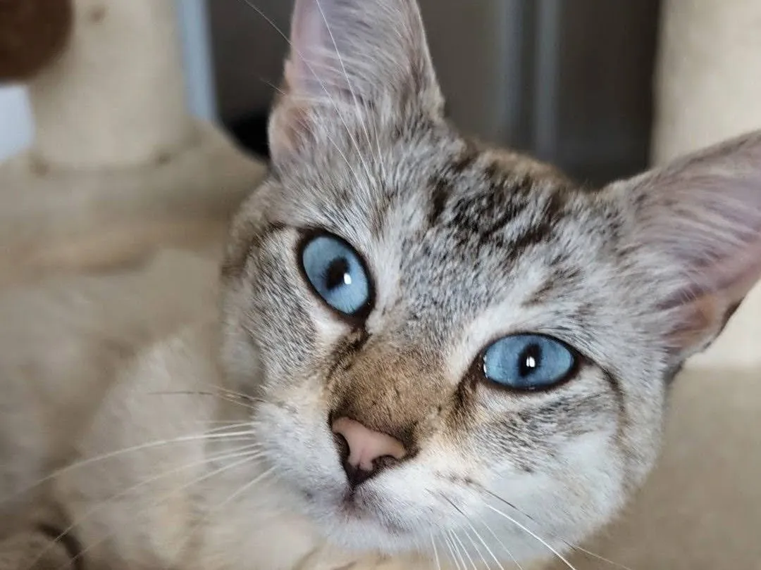 BOB, Chat à adopter à Plelan-Le-Grand