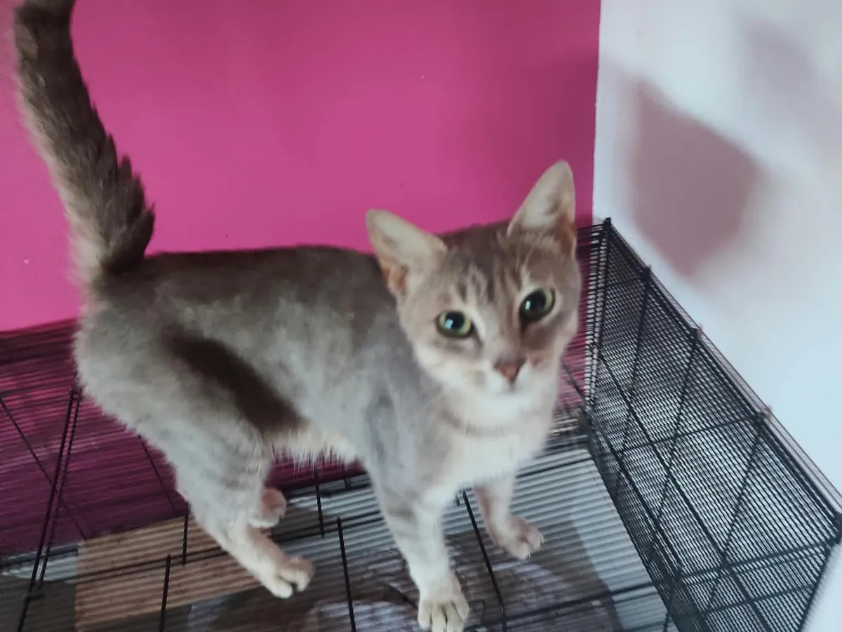 Darling, Chat à adopter