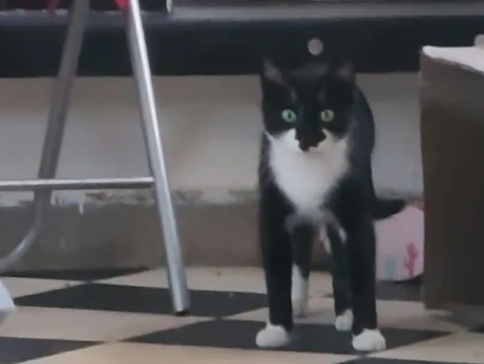 Potter, Chat à adopter