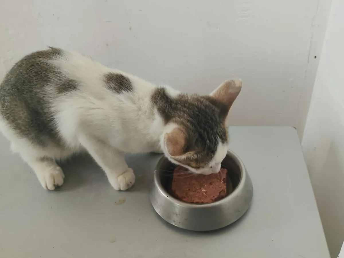 Pepette, Chat à adopter