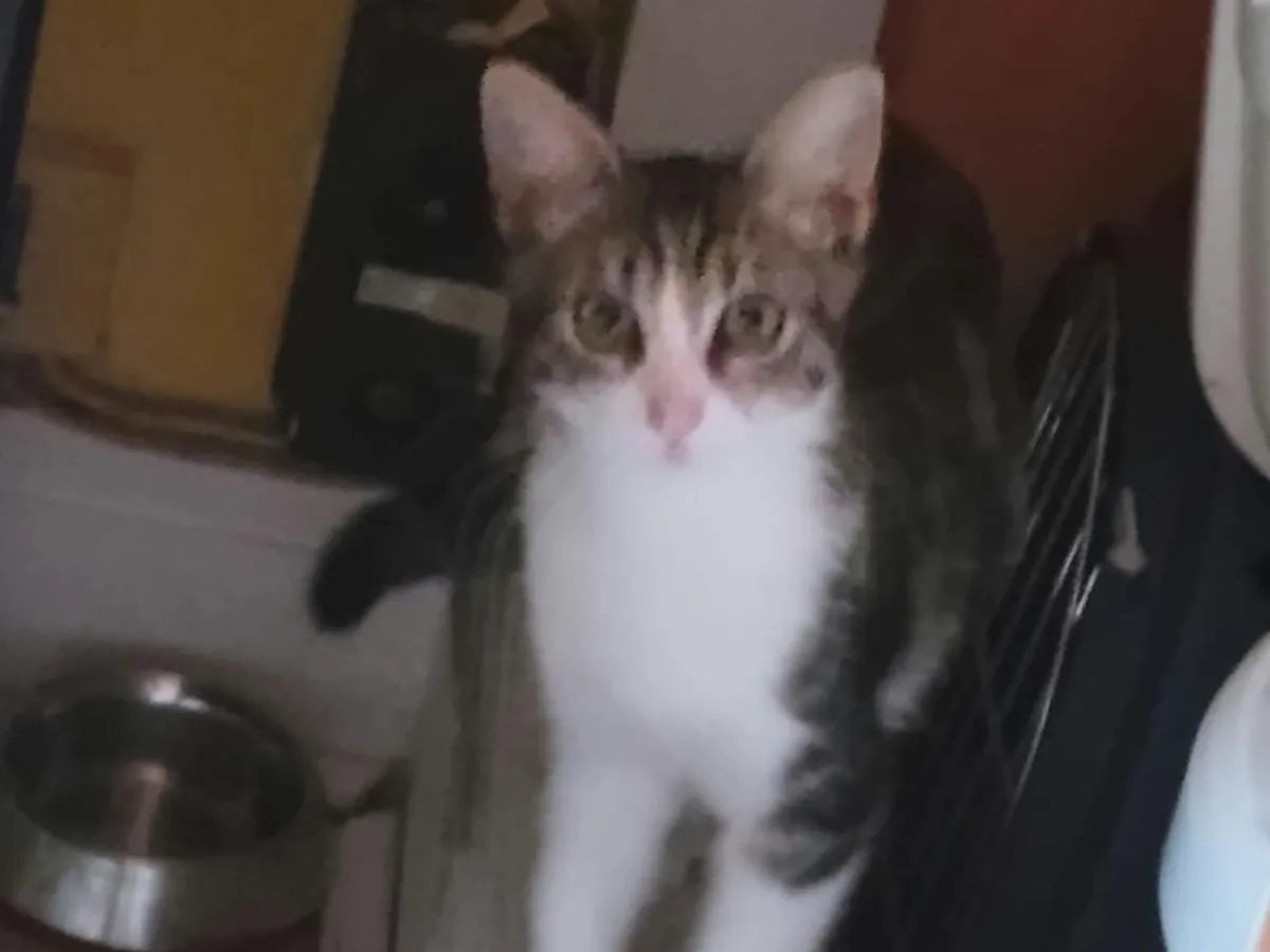 Simba, Chat à adopter en Pays de la Loire