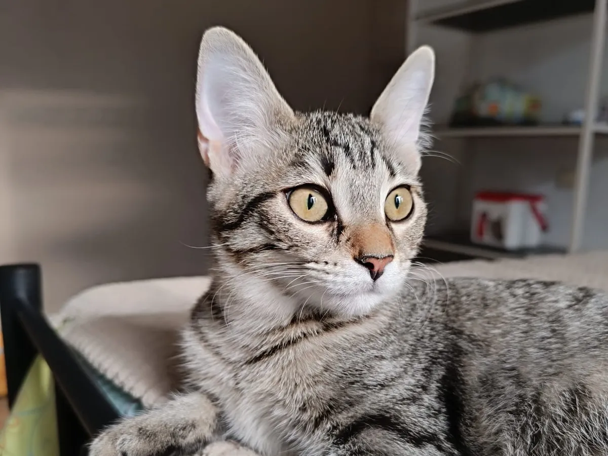 080. BERYL, Chat à adopter à Aveze