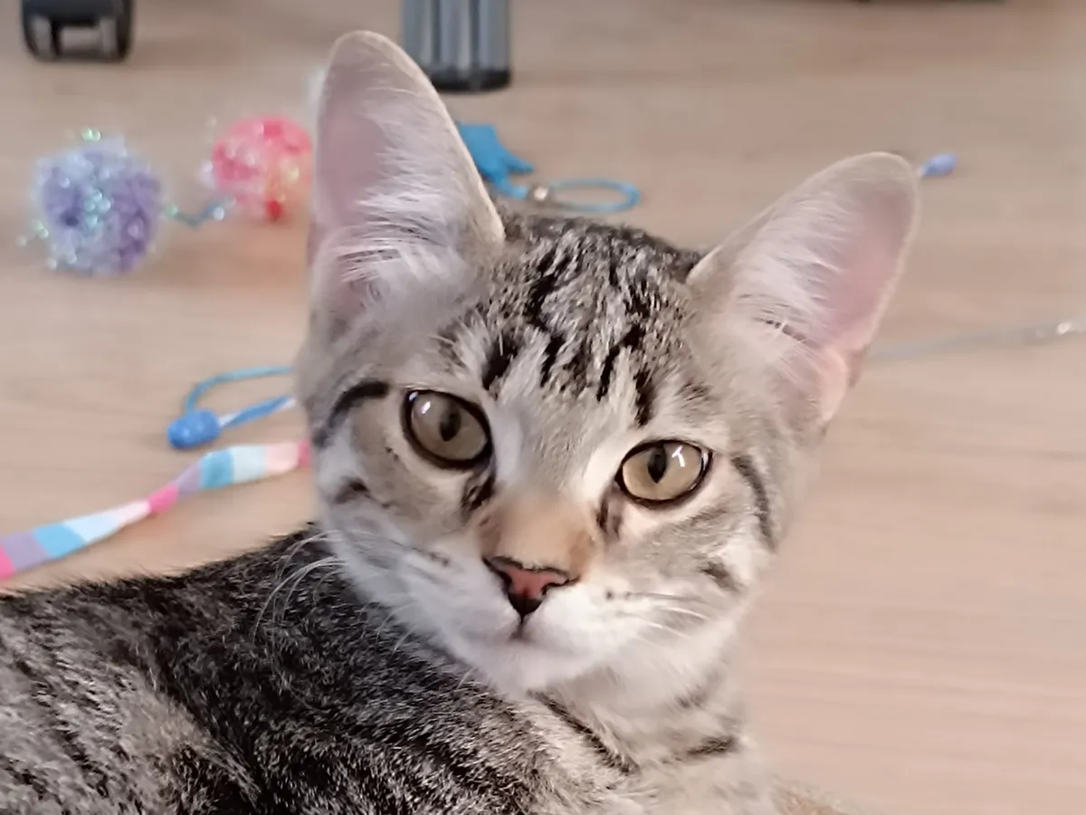 080. BERYL, Chat à adopter à Aveze