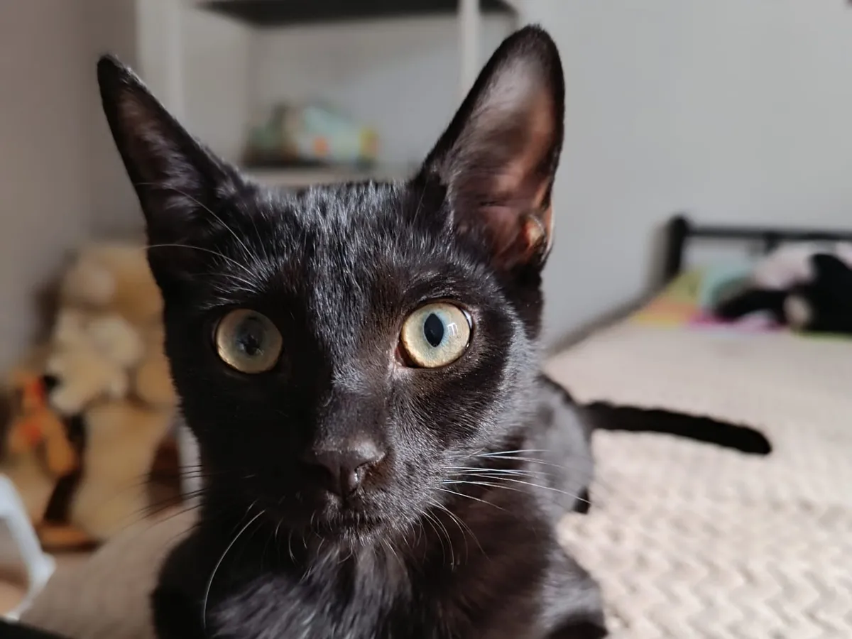 082. BRETT, Chat à adopter à Aveze