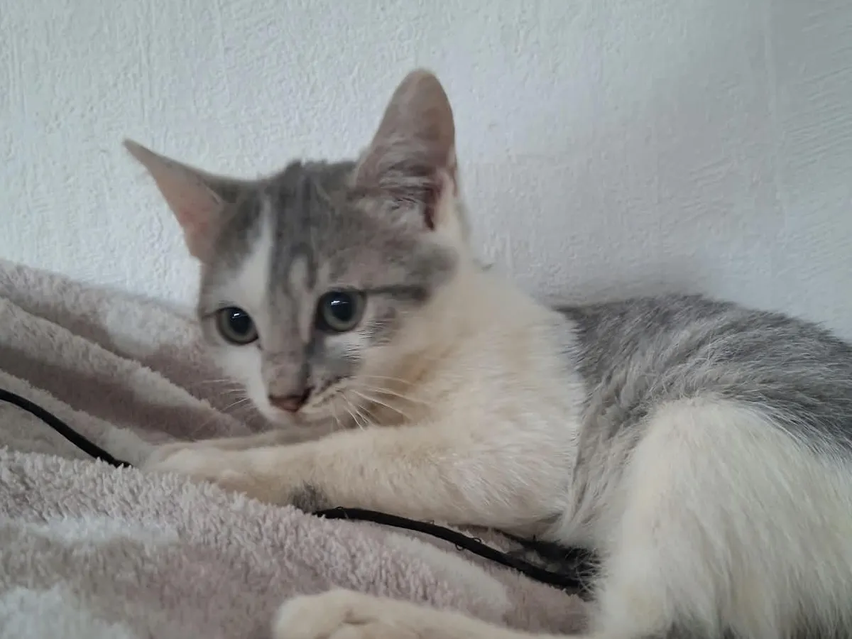 Boulette, Chat à adopter en Pays de la Loire