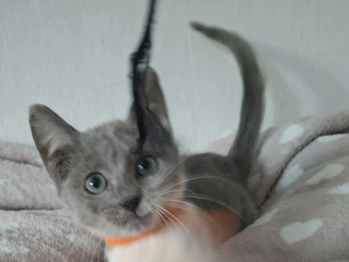 Biouty, Chat à adopter en Pays de la Loire