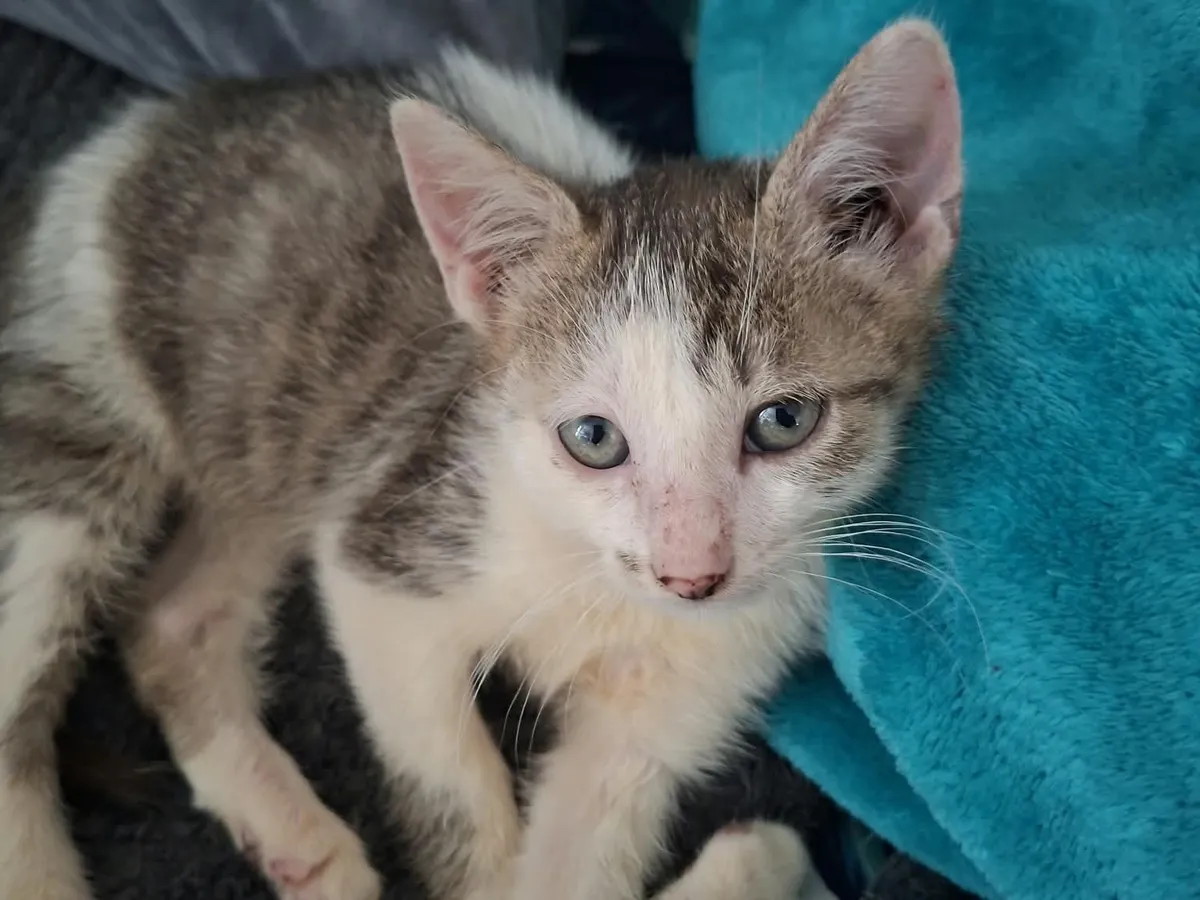 Buzz, Chat à adopter