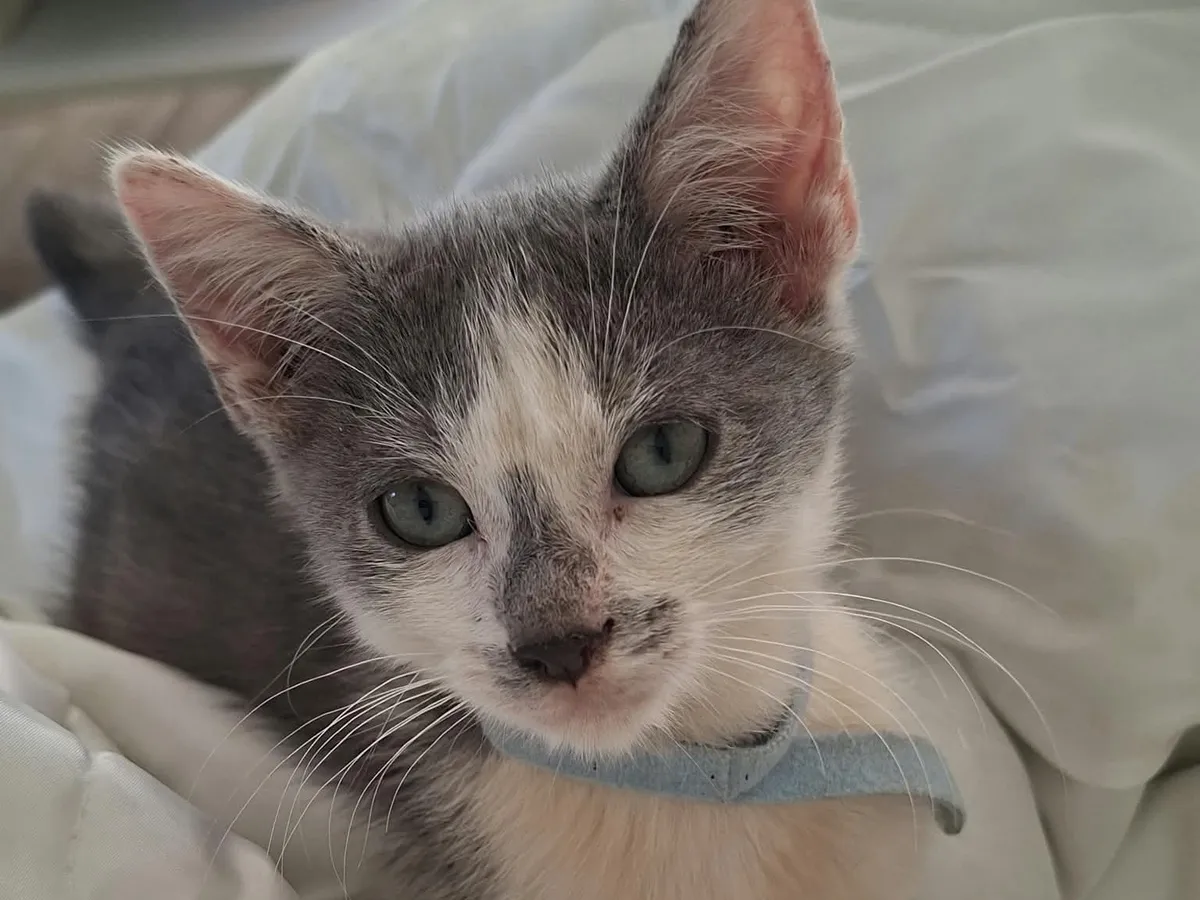 Billy, Chat à adopter
