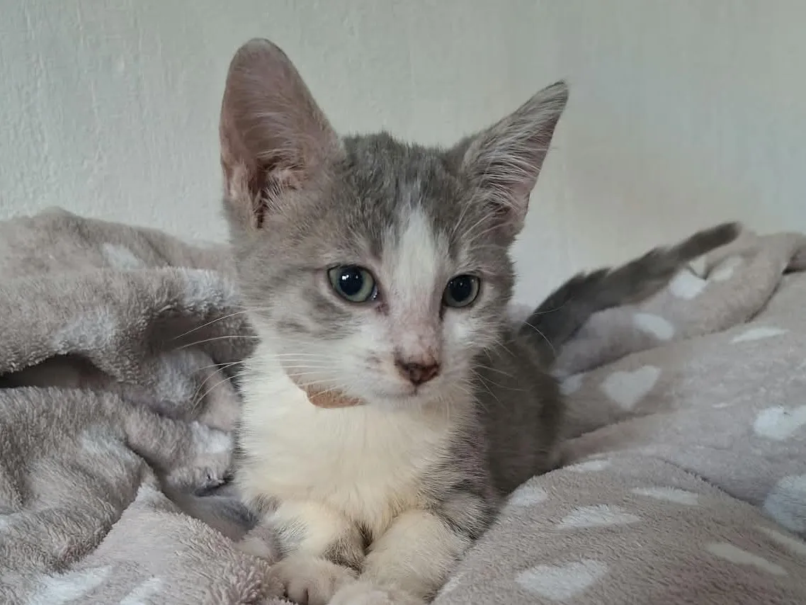 Bubble, Chat à adopter