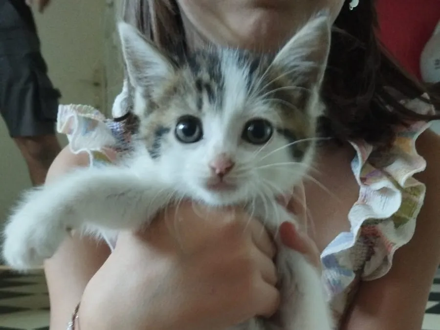 Bolt, Chat à adopter en Pays de la Loire